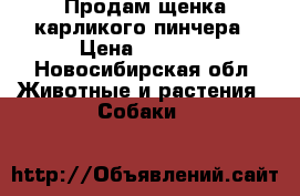 Продам щенка карликого пинчера › Цена ­ 5 000 - Новосибирская обл. Животные и растения » Собаки   